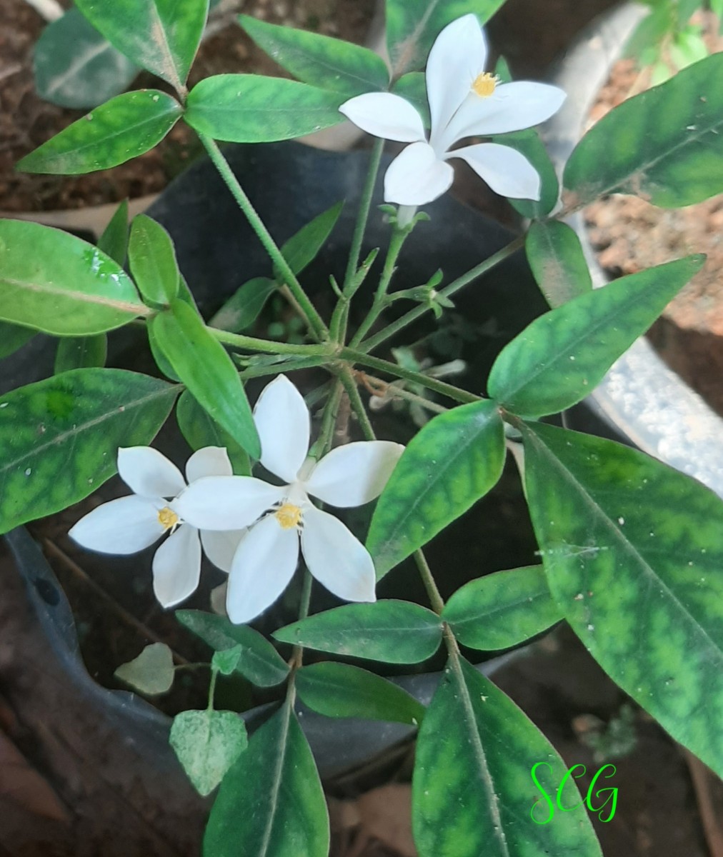 Munronia pinnata (Wall.) W.Theob.